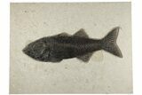Uncommon Fish Fossil (Mioplosus) - Wyoming #203214-2